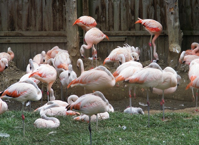 [DSCF6563%255B4%255D.jpg]