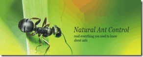 How-To-Naturally-Get-Rid-Of-Ants-2