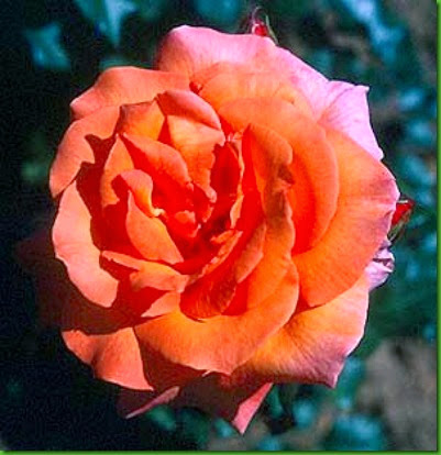 Rosa Doris Tysterman 1 Rosa Doris Tysterman 1