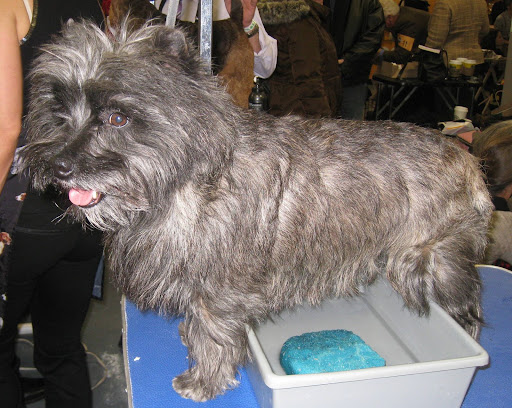 Cairn Terrier