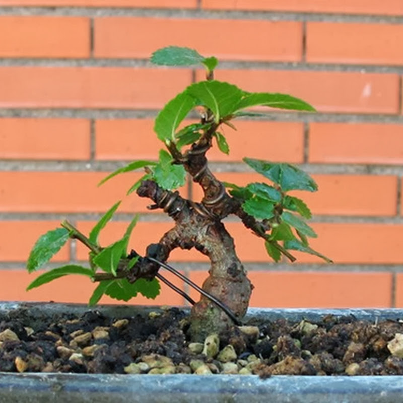 Come creare un mame da una talea di Olmo cinese (5a e ultima parte)