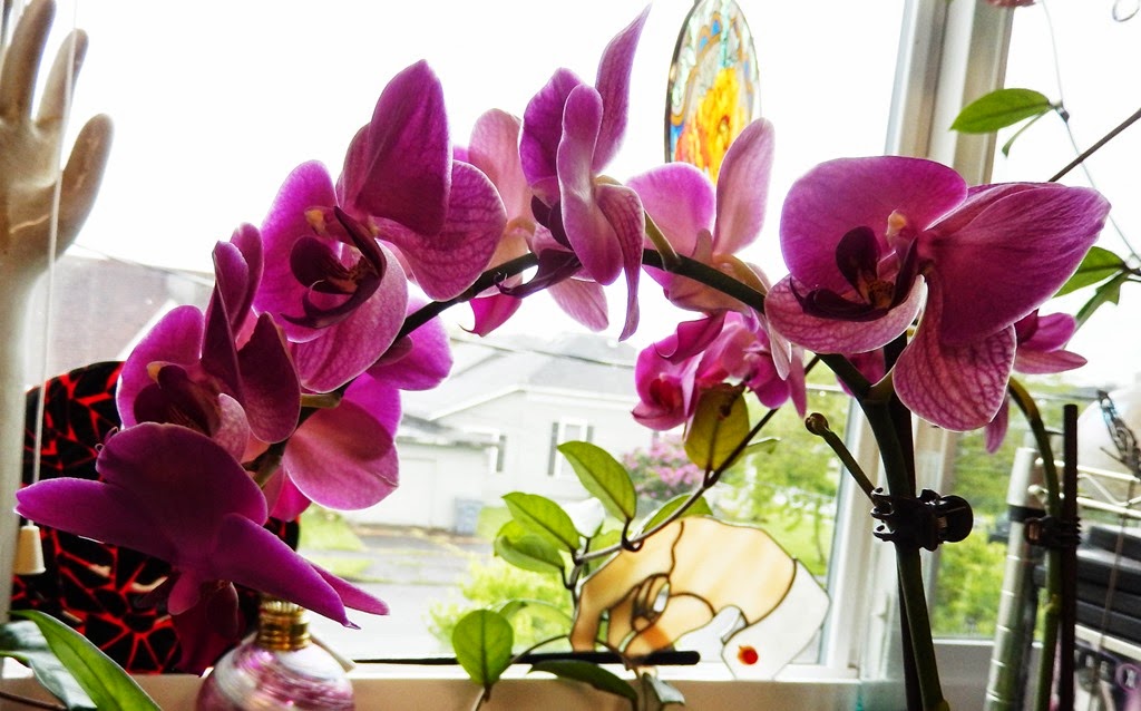 [orchids4.jpg]
