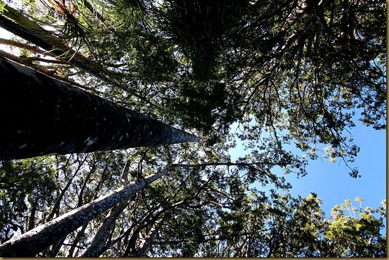 Kauri forest canopy