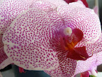Orchids are so striking.