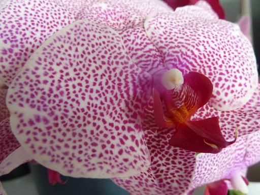 Orchids are so striking.