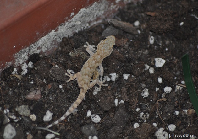 DSC_0431 DSC_0431