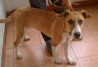 PANQUE