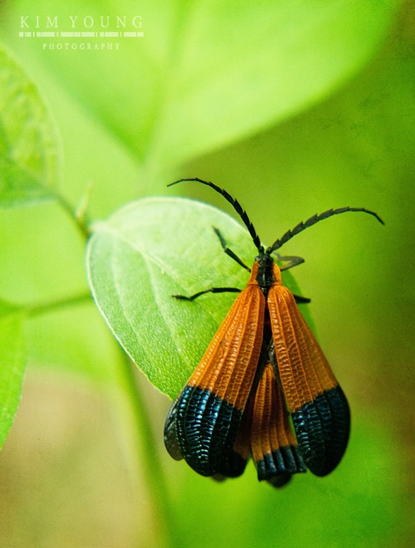 [orange%2520bug%255B5%255D.jpg]