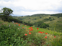 Poppies