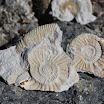 Fossiles de l'Altmühltal