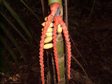 STP60562.JPG