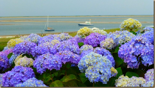 cape cod_008