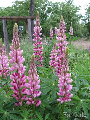 Pink Lupines