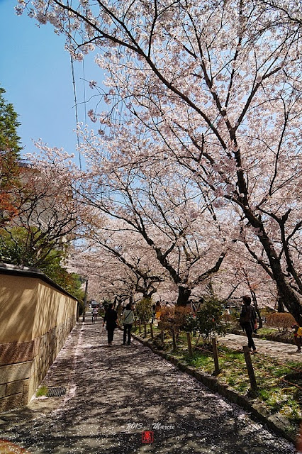 京都白川疏水櫻花