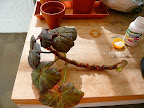 I took long cuttings off the begonia to have plenty work with and to get the begonia back into a manageable size. I like fancy leaf begonias because they will drape over pots, but they do need a shear now and then.