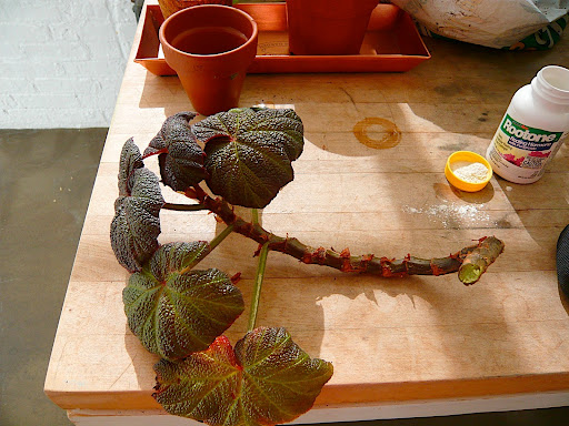 I took long cuttings off the begonia to have plenty work with and to get the begonia back into a manageable size. I like fancy leaf begonias because they will drape over pots, but they do need a shear now and then.