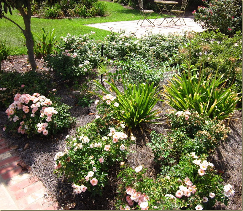 driff roses to courtyard 8.2011 driff roses to courtyard 8.2011