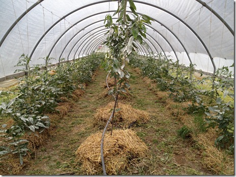 High Tent