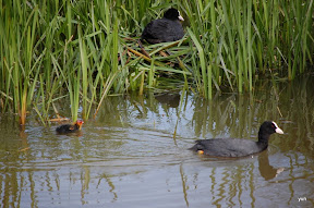 "Het kleine Paradijs" op het water in de lente