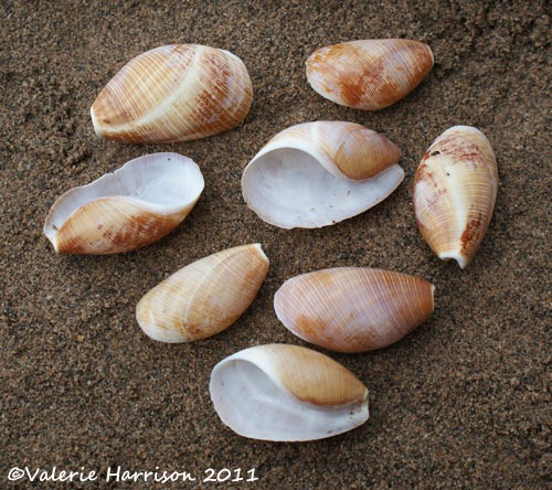 [15-canoe-shells%255B2%255D.jpg]