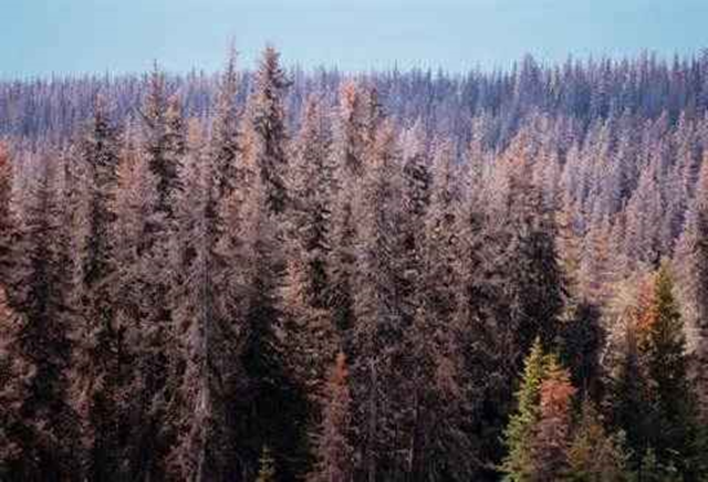 Kenai Forest, Alaska, 2001. As a native species, pine beetle outbreaks have occurred in the past. Recent outbreaks, however, have been the worst in recorded history. Photo: Gary Braasch / World View of Global Warming