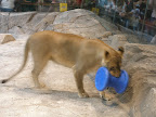 A lion at the MGM Grand.