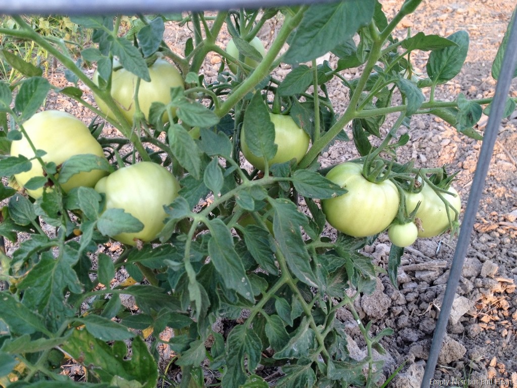 [Tomatoes%255B2%255D.jpg]