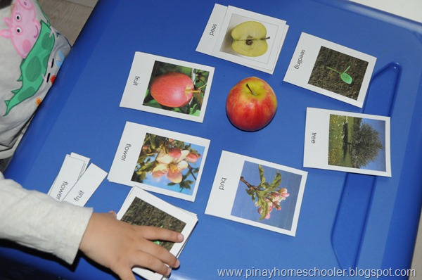 Parts of an Apple and Tomato