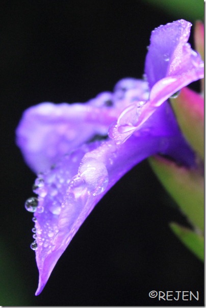 IMG_3035 IMG_3035
