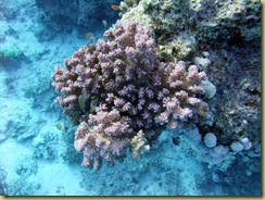 Coral and Antheas Close Up