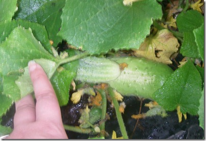 Garden1