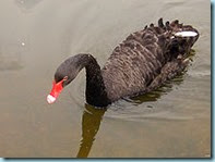 Black Swan Black Swan