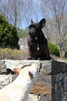Francesca, don't you want to help me preserve this wall? Martha always says, that if we see loose stones...