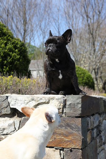 Francesca, don't you want to help me preserve this wall? Martha always says, that if we see loose stones...