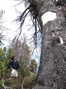 David Gonzales, of Jackson, Wyoming, examines a dead whitebark pine tree in the mountains east of Jackson Hole, Wyoming. Mountain pine beetles killed the roughly 800-year-old tree within the previous year or so. Mead Gruver / ASSOCIATED PRESS