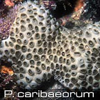 Palythoa-carribeoreum.jpg