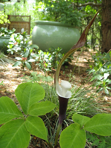 Arisaema sikokianum - the stuff that plant nerd's dreams are made of! But normal gardeners like me can certainly appreciate this stunner.