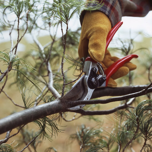 Hand pruners are ideal for cutting small branches in tight spots. Bypass style shears, shown here, slice bark and wood more cleanly than anvil-style versions.