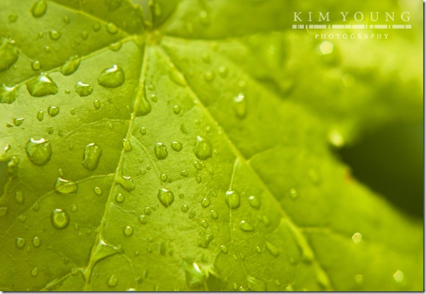 Leaf
