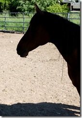 horses2011-34