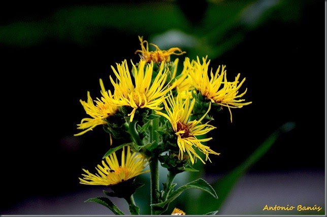 INULA HELENIUM DSC_7111X1