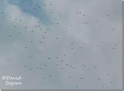 migracin (10) migracin (10)