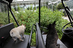 Look, Sharkey!  I spy something else red near the strawberry plants.