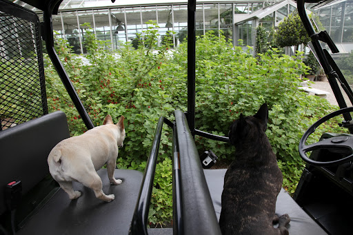 Look, Sharkey!  I spy something else red near the strawberry plants.