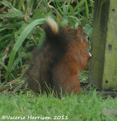 [21%2520red-squirrel-black-tail%255B2%255D.jpg]