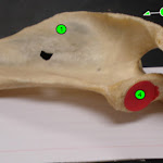 scapula.jpg