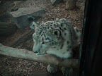 denver_zoo