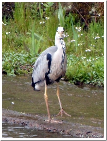 SAM_0030 Curious Heron