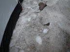 A bird was after food scraps by our tent.