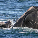 North atlantic right whales